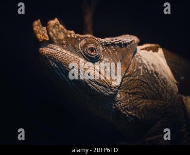 Il camaleonte di Parson (Calumma parsonii) è una grande specie di camaleonte isolato nel Madagascar. Possono essere circa la dimensione di un gatto! Foto Stock