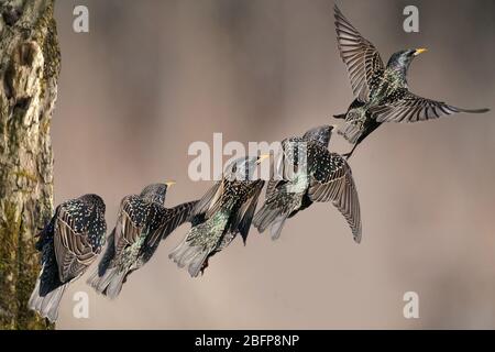 Starling appollaiato o decollo Foto Stock