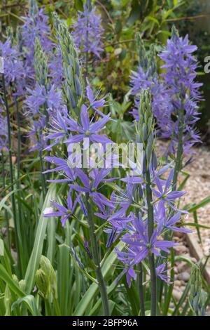 Camassia electra, una pianta blu alta fioritura, accanto ad un giardino stagno a Devon. Foto Stock