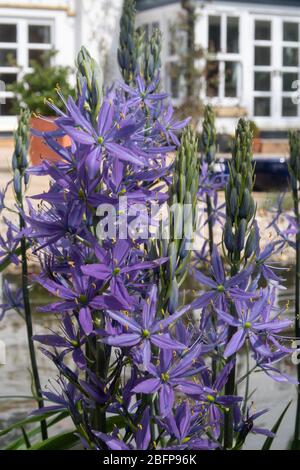 Camassia electra, una pianta blu alta fioritura, accanto ad un giardino stagno a Devon. Foto Stock