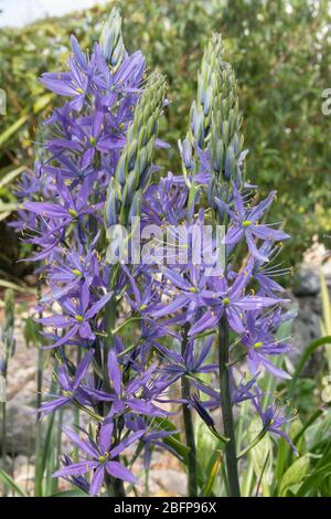 Camassia electra, una pianta blu alta fioritura, accanto ad un giardino stagno a Devon. Foto Stock