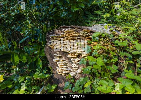 Staffa fungo che cresce sul moncone di un tronco di albero in decomposizione in primavera, Surrey, sud-est Inghilterra, Regno Unito Foto Stock