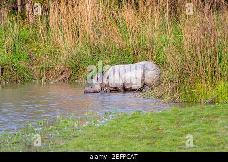 Un rinoceronte indiano (Rhinoceros unicornis) emerge da erba lunga e bevande su una riva del fiume nel Parco Nazionale di Kaziranga, Assam, India nordorientale Foto Stock