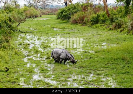 Un rinoceronte indiano (Rhinoceros unicornis) si ghiaccia nelle zone umide paludose nel Parco Nazionale di Kaziranga, Assam, India nordorientale Foto Stock