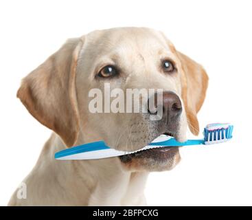 Cane Labrador carino con spazzola per denti, isolato su bianco Foto Stock