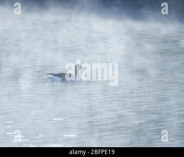 Un gessino selvaggio nuota nella nebbia del mattino nella zona di protezione degli uccelli Lago Altmuehl Franconia Germania grandangolo Foto Stock