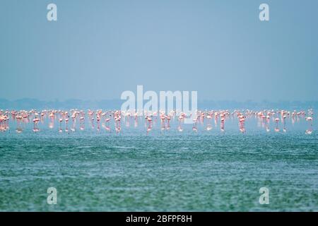 Uccelli fenicotteri rosa al lago salato di Sambhar nel Rajasthan. India Foto Stock