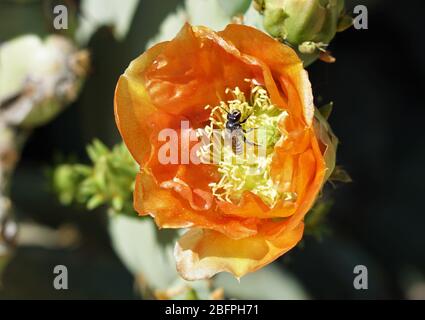 Le api sono attratte da un fiore del deserto magnificamente luminoso in fiore nella prima mattina dell'Arizona Foto Stock