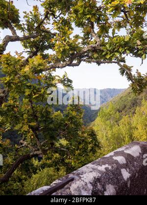 Roble en el ntorno del Monasterio de San Juan de Caaveiro. Fragas del Eume. La Coruña. Galizia. España Foto Stock