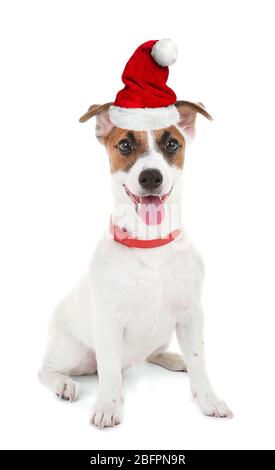 Cucciolo carino in cappello Santa su sfondo bianco. Natale e Capodanno Foto Stock