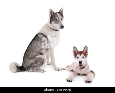 Cane e carino cucciolo su sfondo bianco Foto Stock