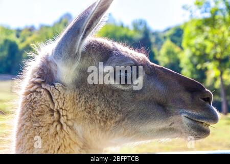 Ritratto di Guanaco (lama guanicoe), camelido nativo del Sud America, strettamente legato al lama. Il suo nome deriva dalla parola Quechua huan Foto Stock