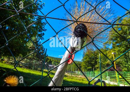 Ritratto ravvicinato della Gru coronata (Baleari regulorum), conosciuta anche come la Gru coronata africana o la Gru dorata. È la nazione Foto Stock