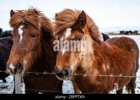 Primo piano ritratto di due cavalli islandesi (Equus ferus caballus) nel vento nel paesaggio innevato islandese, Islanda Foto Stock