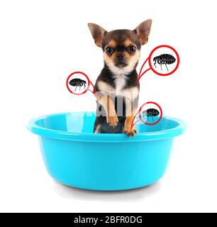 Cucciolo infestato con pulci in bacinella su sfondo bianco Foto Stock