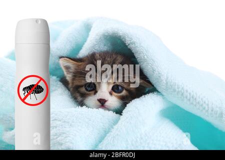 Gattino con asciugamano e bottiglia di spray di pulci su fondo bianco Foto Stock
