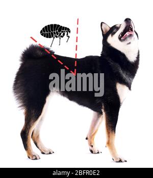 Cane infestato con pulci su sfondo bianco Foto Stock