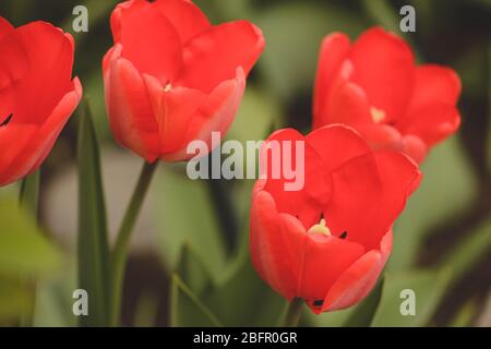 Tulipani rossi si chiudono in giardino con profondità di campo poco profonda Foto Stock