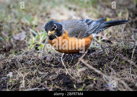 Robin americano foraging per insetti e vermi nell'erba