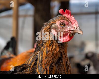 Ritratto di un bel pollo alla luce del sole Foto Stock