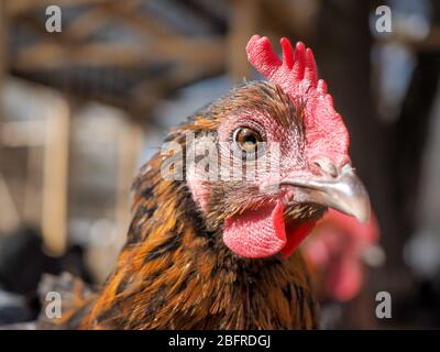 Ritratto di un bel pollo alla luce del sole Foto Stock