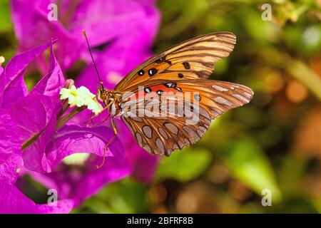 Splendido primo piano di una brillante e retroilluminata farfalla di frittallery del golfo arancione. Foto Stock