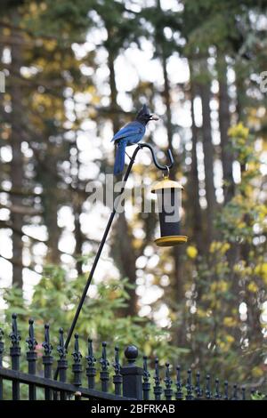 Un Jay di Steller - Cyanocitta stelleri - su un alimentatore di uccelli a Eugene, Oregon, USA. Foto Stock