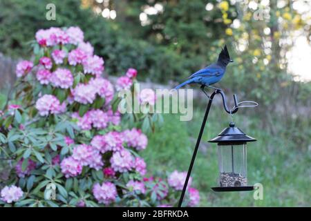 Un Jay di Steller - Cyanocitta stelleri - su un alimentatore di uccelli a Eugene, Oregon, USA. Foto Stock