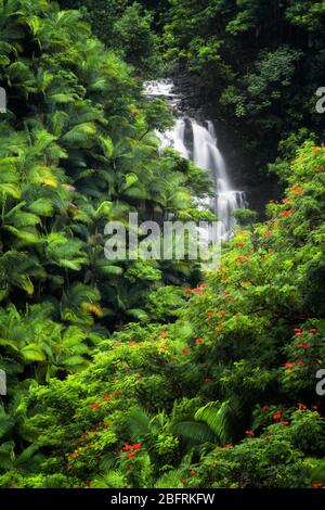 Cascata stagionale scorre tra la fitta vegetazione della foresta pluviale di palme e alberi di tulipano africani fioriti lungo la costa di Hamakua sulla Grande Isla Foto Stock