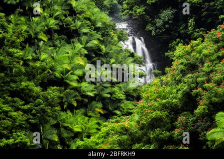 Cascata stagionale scorre tra la fitta vegetazione della foresta pluviale di palme e alberi di tulipano africani fioriti lungo la costa di Hamakua sulla Grande Isla Foto Stock