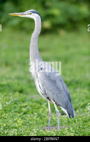 Grande Erone Blu, Giovanile Foto Stock