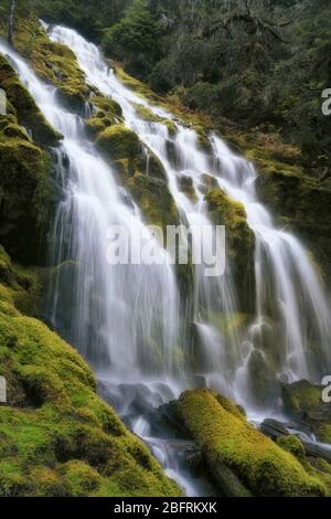 Le Upper Proxy Falls si riverserano su basalto colonnare ricoperto di muschio nella Three Sisters Wilderness e Lane County dell'Oregon. Foto Stock