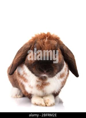Coniglio lop-eared isolato su bianco Foto Stock
