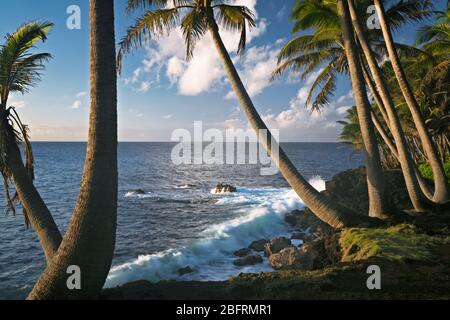 Magica luce del mattino presto lungo la costa di Puna costeggiata da palme sulla Big Island delle Hawaii. Foto Stock