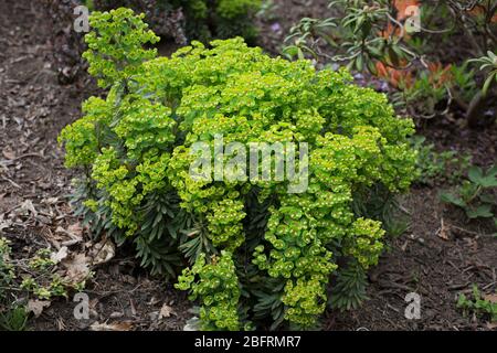 Euphorbia x martinii "Tiny Tim" - lo spurge di Martin. Foto Stock