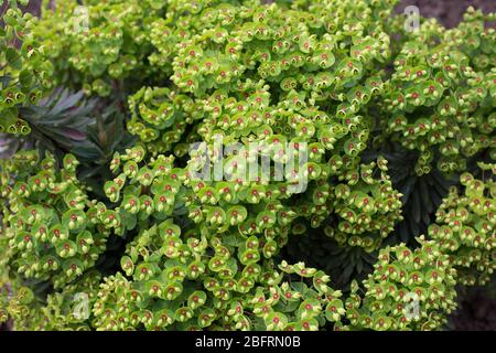 Euphorbia x martinii "Tiny Tim" - lo spurge di Martin. Foto Stock