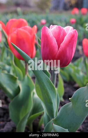 Primo piano di tulipani rosa, varietà di bulbi olandesi (Olanda) nel giardino. Illuminazione naturale Foto Stock
