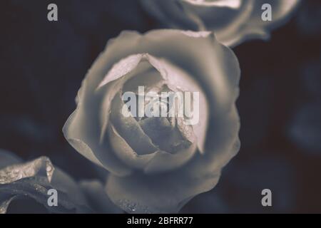 Fiore isolato di rosa con stile bianco e nero; Foto Stock