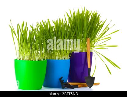 bella erba in un vaso da fiori e attrezzi da giardino isolati su bianco Foto Stock