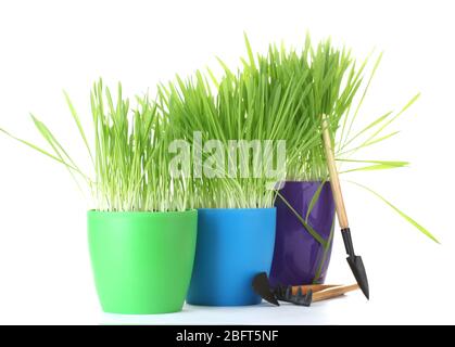 bella erba in un vaso da fiori e attrezzi da giardino isolati su bianco Foto Stock