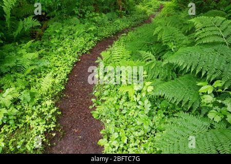 Percorso del fiume Baker che attraversa la vecchia foresta di crescita, il North Cascades National Park, la Whatcom County, Washington state, USA Foto Stock