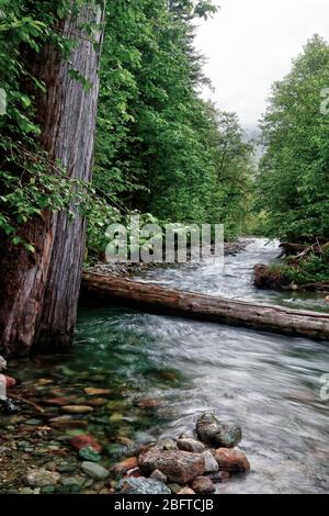 Sulphide Creek che attraversa la vecchia foresta di crescita, North Cascades National Park, Whatcom County, Washington state, USA Foto Stock