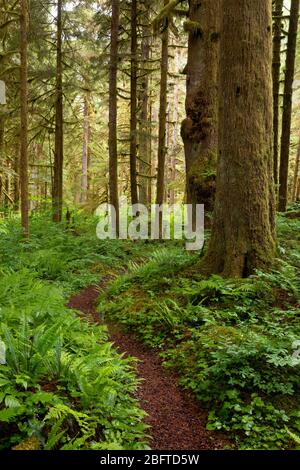 Percorso del fiume Baker che attraversa la vecchia foresta di crescita, il North Cascades National Park, la Whatcom County, Washington state, USA Foto Stock