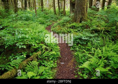 Percorso del fiume Baker che attraversa la vecchia foresta di crescita, il North Cascades National Park, la Whatcom County, Washington state, USA Foto Stock