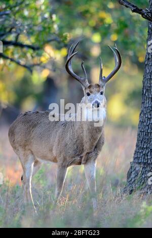 White-tailed Buck (Odocoileus virginianus) in una foresta di lecci, Southern Great Plains, STATI UNITI D'AMERICA Foto Stock