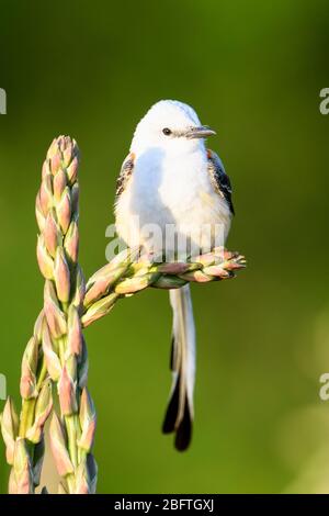 Flycatcher a coda di forficatus (Tyrannus forficatus), Dallas, Texas Foto Stock