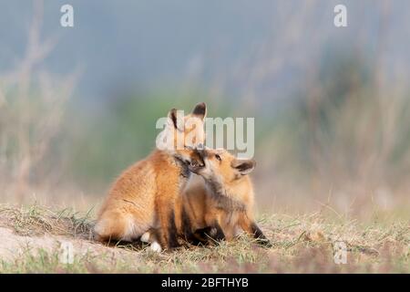 Red Fox (Vulpes vulpes) in gioco, Montana, USA Foto Stock