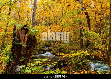 Il fiume Oirase scorre attraverso la foresta di splendidi fogliame autunnale con molte foglie di fallimg sul terreno presso la gola di Oirase a Towada Hachimantai Nat Foto Stock