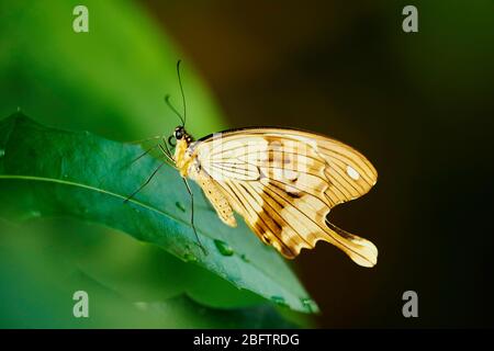 Il mocker Swallowtail (Papilio dardanus) chiamato anche Swallowtail Africano, maschio che riposa su foglia di pianta, Suedafrika Foto Stock