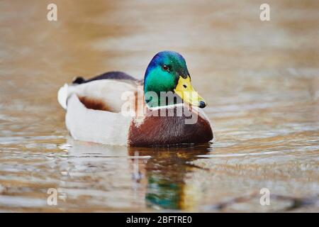 Mallard (Anas platyrhynchos) drake nuoto in acqua, Alto Palatinato, Baviera, Germania Foto Stock